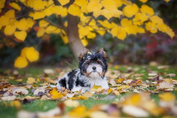 Perro Yorkshire Terrier Cachorro — Foto de Stock