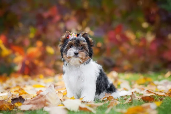 Pies Yorkshire Terrier Szczeniak — Zdjęcie stockowe