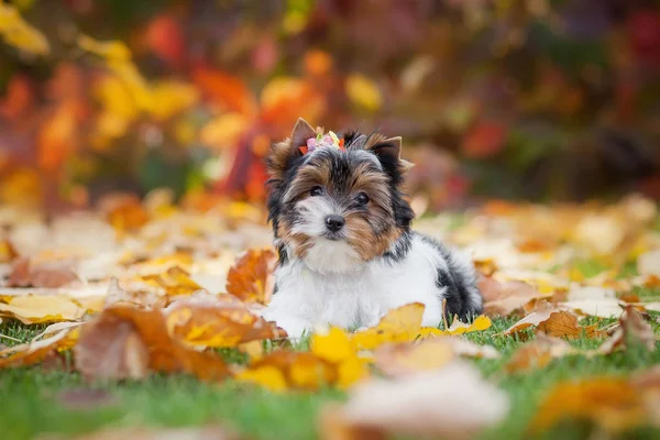 Perro Yorkshire Terrier Cachorro — Foto de Stock