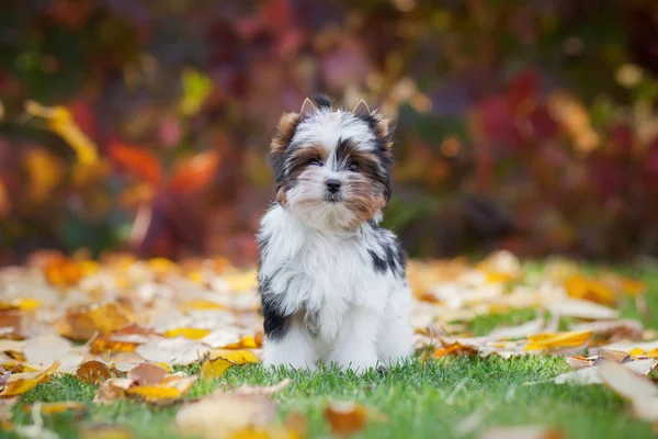 Hund Yorkshire Terrier Welpe — Stockfoto