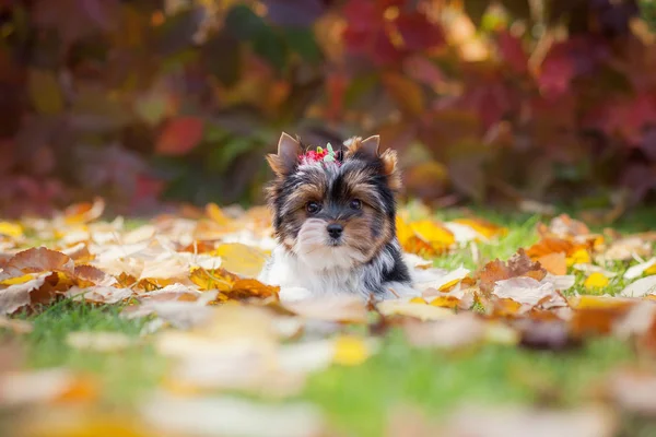 Dog Yorkshire Terrier Puppy — ストック写真