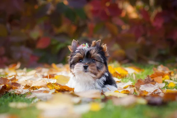 Perro Yorkshire Terrier Cachorro — Foto de Stock