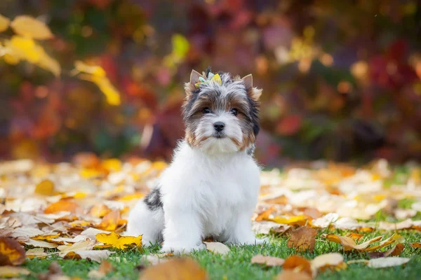 Dog Yorkshire Terrier Puppy — ストック写真