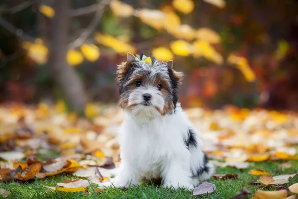 Hund Yorkshire Terrier Welpe — Stockfoto