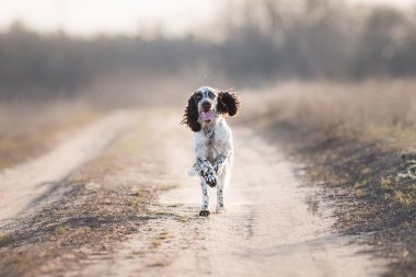 Köpek İngiliz springer spaniel