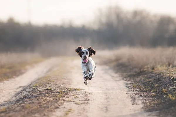 Dog English Springer Spaniel — Stock Photo, Image