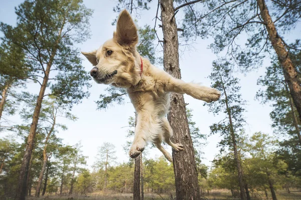 Hond Golden Retriever Natuur — Stockfoto