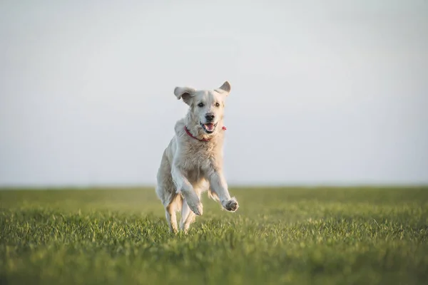 犬ゴールデン レトリバー自然 — ストック写真