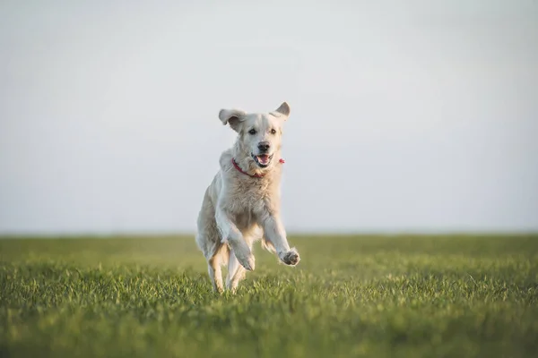 Pies Golden Retriever Natura — Zdjęcie stockowe