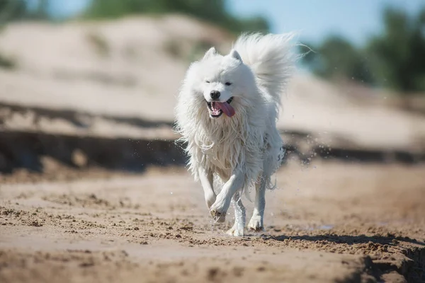 白い同性愛犬が走り — ストック写真