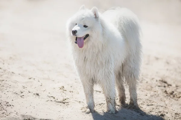 Blanco Samoyed Perro Corriendo —  Fotos de Stock