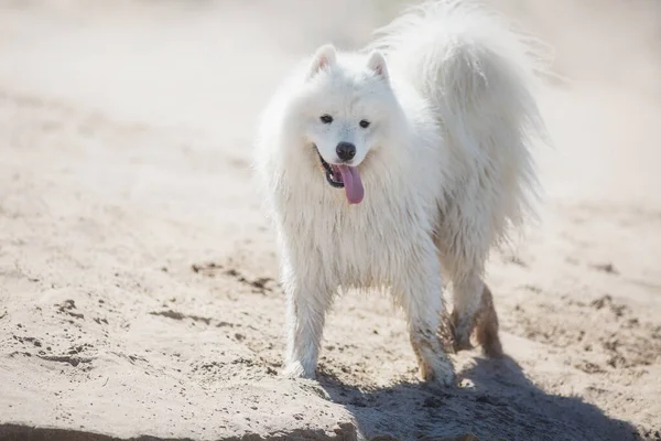 Biały Samoyed Pies Działa — Zdjęcie stockowe