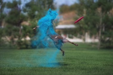 Holi 'de Collie Sınırı boyası