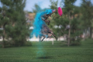 Holi 'de Collie Sınırı boyası