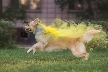 Holi 'de Golden retriever resim yapıyor.