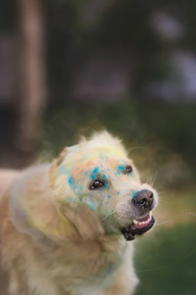 Holi Golden Retriever Resim Yapıyor — Stok fotoğraf