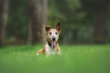 Tilki Teriyeri parkta.