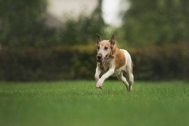 Tilki Teriyeri parkta.