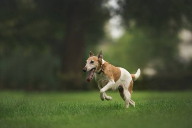 Tilki Teriyeri parkta.