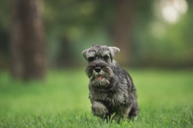 Minyatür Schnauzer köpeği parkta