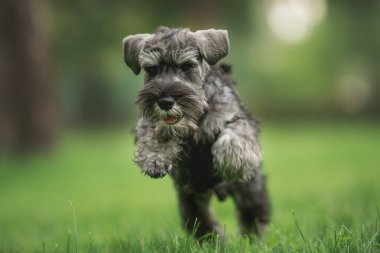 Minyatür Schnauzer köpeği parkta
