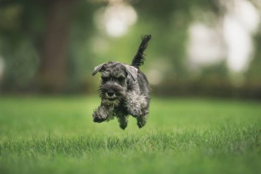 Minyatür Schnauzer köpeği parkta