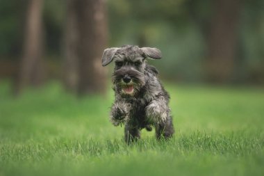 Minyatür Schnauzer köpeği parkta