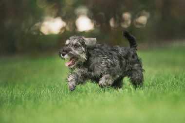 Minyatür Schnauzer köpeği parkta