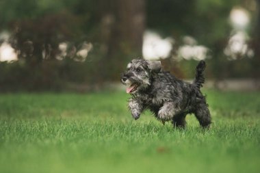 Minyatür Schnauzer köpeği parkta
