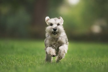 Minyatür Schnauzer köpeği parkta
