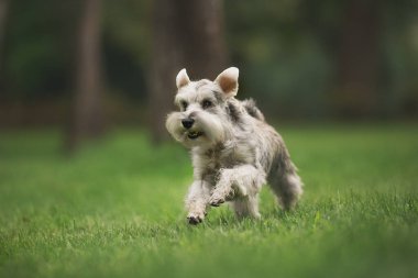 Minyatür Schnauzer köpeği parkta