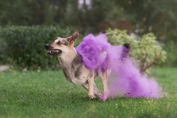 shepherd dog in Holi paints