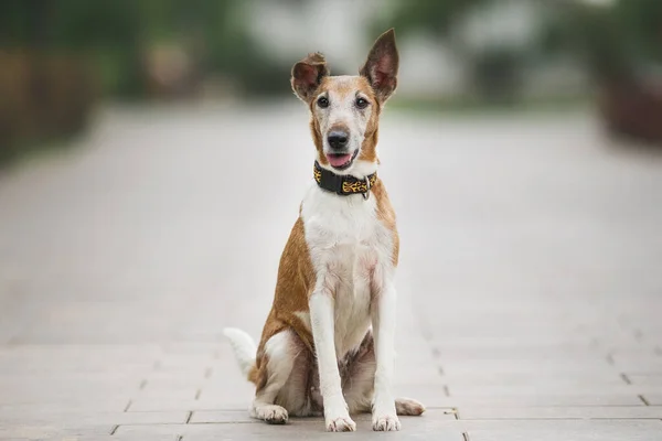 Zorro Terrier Perro Parque —  Fotos de Stock