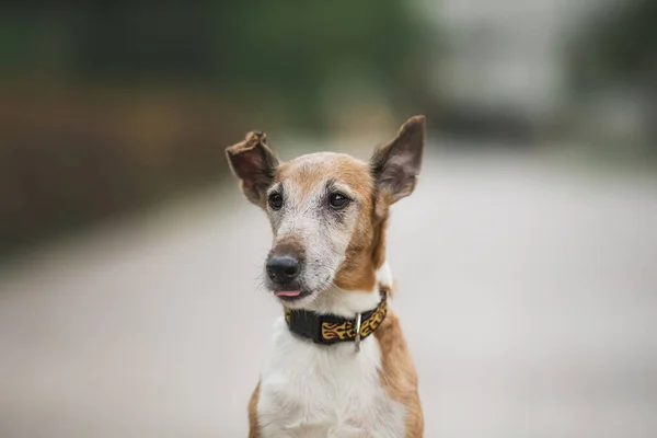 stock image fox terrier dog in park