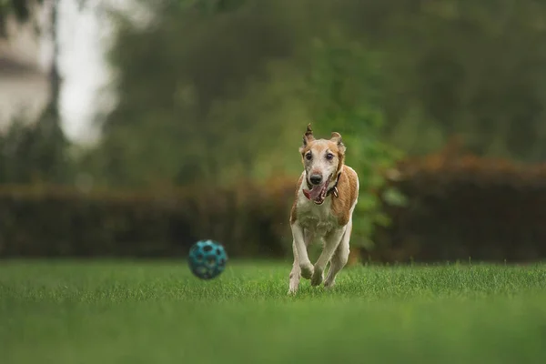 Vos Terriër Hond Park — Stockfoto