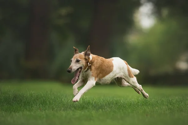 Zorro Terrier Perro Parque —  Fotos de Stock