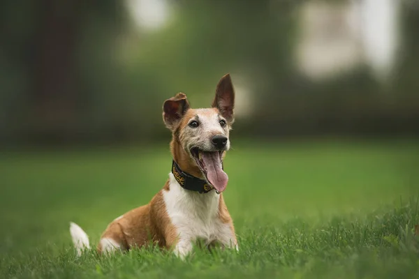 fox terrier dog in park