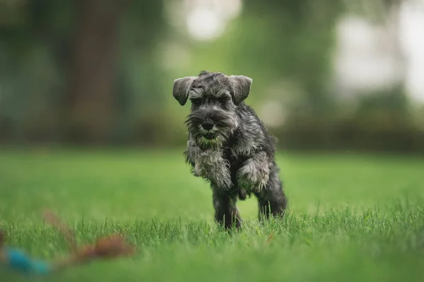 公园里的微型施瑙策犬 — 图库照片