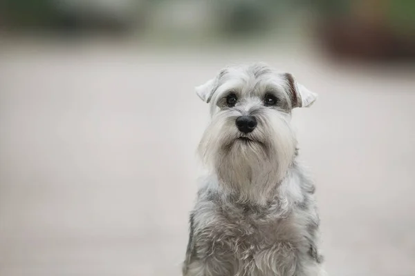 公園内のミニチュアシュノーザー犬 — ストック写真