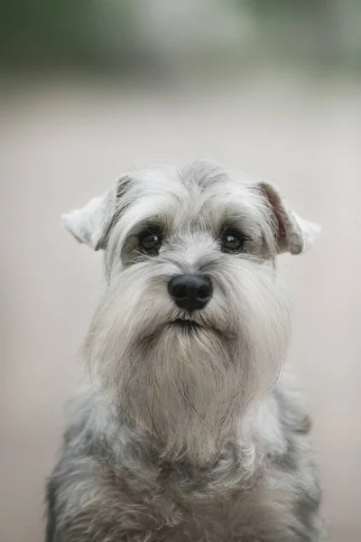 Cane Miniatura Schnauzer Nel Parco — Foto Stock