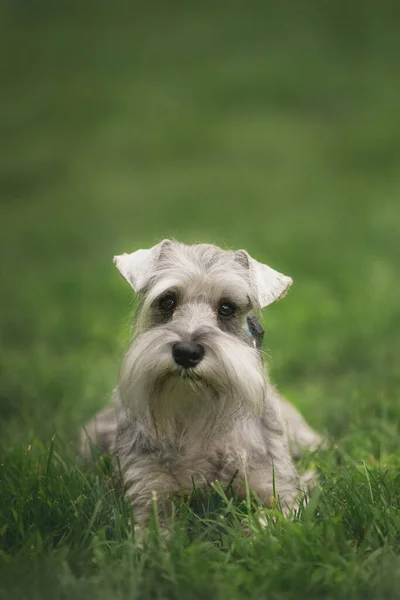 Miniatura Schnauzer Cão Parque — Fotografia de Stock