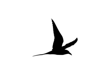 Kuş logosu tasarımı, vektör çizimi. Vektör Kavram Tasarımı