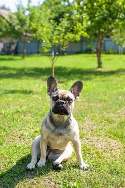 Yeşil çimenlerin üzerinde köpek doğurmak Fransız buldozer