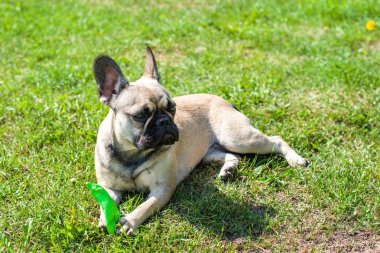 Yeşil çimenlerin üzerinde köpek doğurmak Fransız buldozer