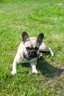 Yeşil çimenlerin üzerinde köpek doğurmak Fransız buldozer