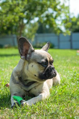Fransız bulldog 'u bahçede