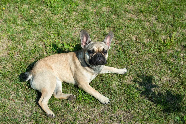 Dog breed French Bulldog on the green grass — Stock Photo, Image