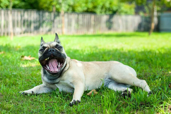 smiling dog, french bulldog on green grass