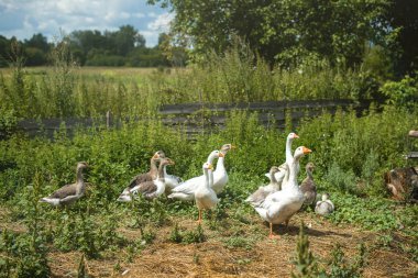 Bir kaz sürüsü açık güneşli bir günde yeşil çimlerde otlar.