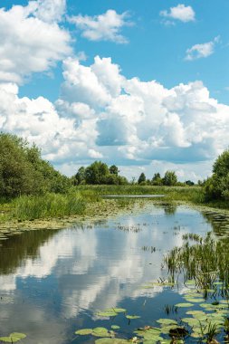 Yaz yeşil doğa nehir manzara. Kırsal nehir yaz manzara. Yaz nehir köyü panoraması. Orman nehir görünümü